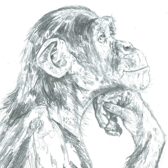 Chimp Drawing